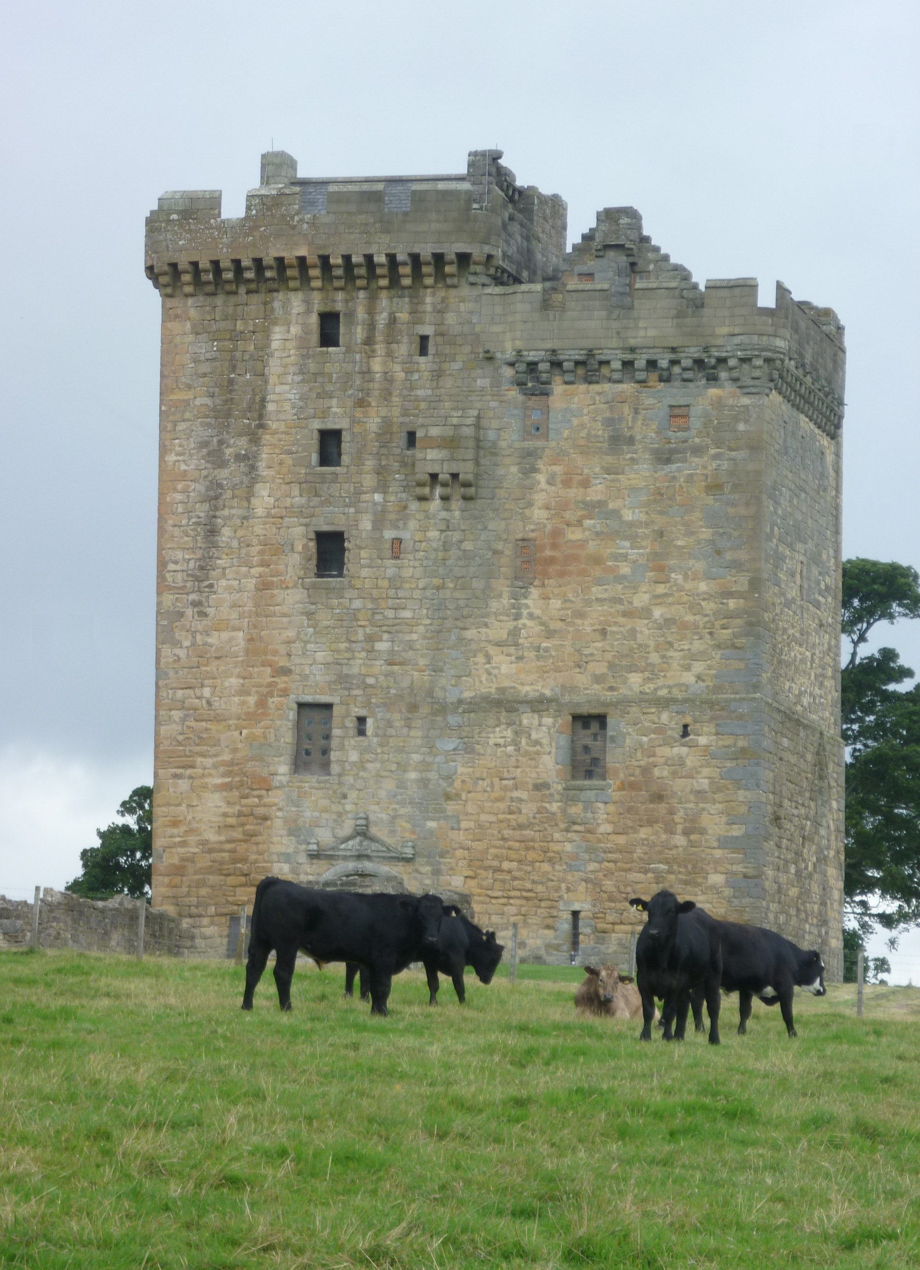 Black cattle grazing in the foreground in front of Clackmannan Tower